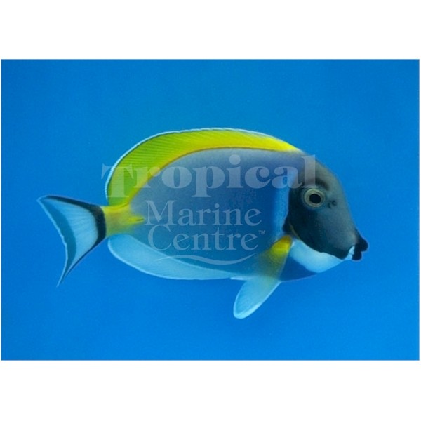 Powder Blue Tang The WaterZoo Tropical fish marine fish & aquariums